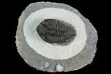 Tower-Eyed, Spiny Erbenochile Trilobite - Jbel Ou Driss, Morocco #125175-5